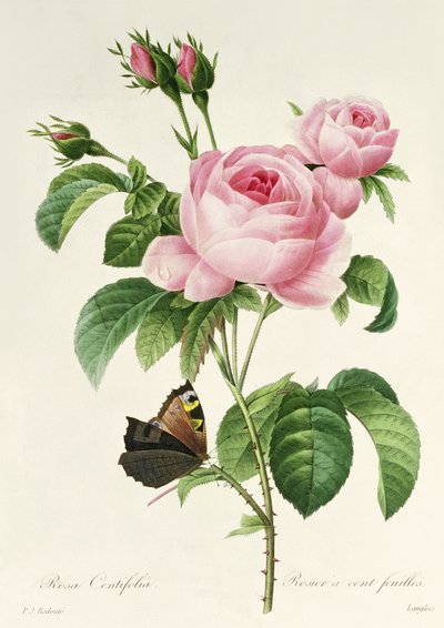次の芸術家によるアート作品： Pierre Joseph Redouté