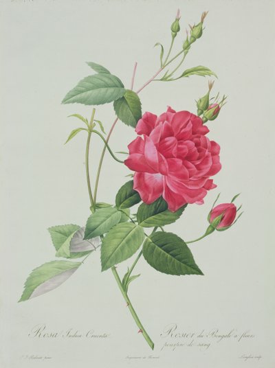 次の芸術家によるアート作品： Pierre Joseph Redouté
