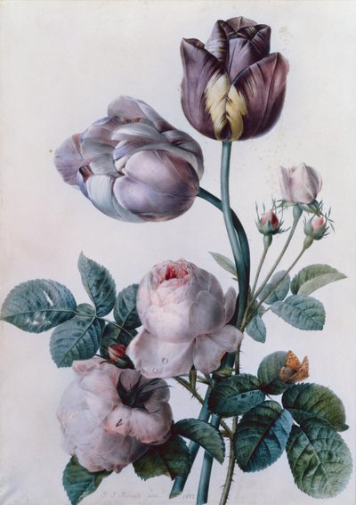 キャベツのバラ、2 つのチューリップ、小さなべっ甲蝶、黄色の牧草地 (水彩) 作： Pierre Joseph Redouté