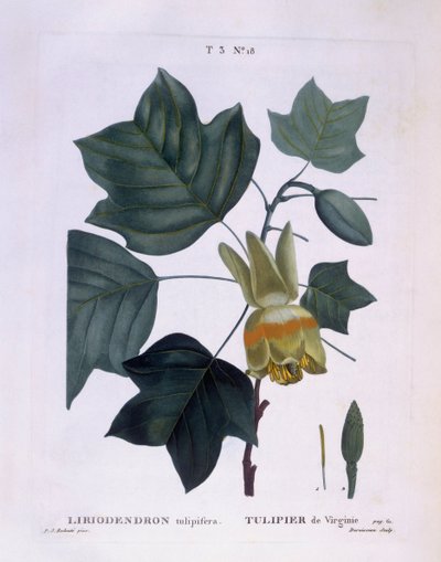 アメリカのチューリップの木（Liriodendron tulipifera）、Henry Louis Duhamel du Monceau、Pierre Joseph Redoutéによる植物画プレート 作： Pierre Joseph Redouté