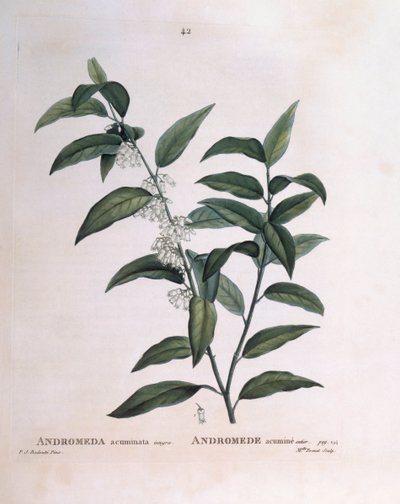 Andromeda acuminata Henry Louis Duhamel du Monceau、Pierre Joseph Redoutéによるボタニカルプレート。 作： Pierre Joseph Redouté