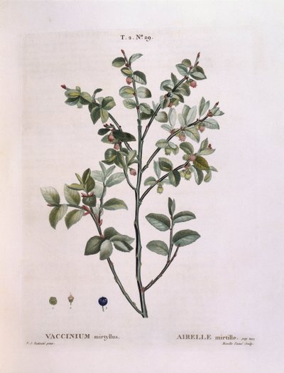 ビルベリー（Vaccinium myrtillus）、Henry Louis Duhamel du Monceau、Pierre Joseph Redoutéによるボタニカルプレート 作： Pierre Joseph Redouté