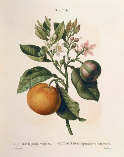 ビターオレンジ（Citrus aurantium）とスミレの果実（Pierre Joseph Redoute, 1759-1840年）。 作： Pierre Joseph Redouté