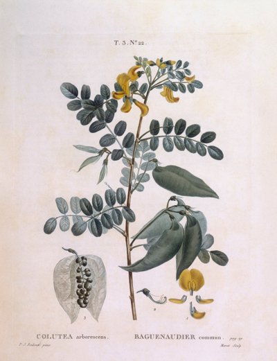 膀胱セナ（Colutea arborescence）、Henry Louis Duhamel du Monceau、Pierre Joseph Redoutéによる植物画プレート 作： Pierre Joseph Redouté