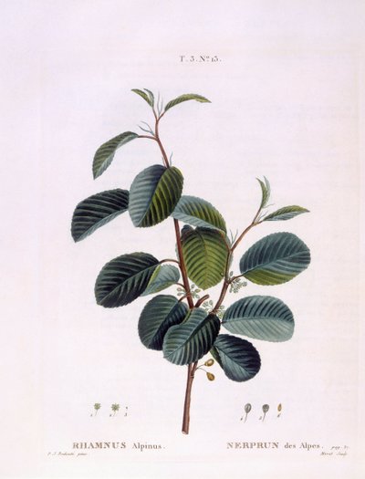 バックソーン（Rhamnus alpinus）、Henry Louis Duhamel du Monceau、Pierre Joseph Redoutéによる植物画プレート 作： Pierre Joseph Redouté