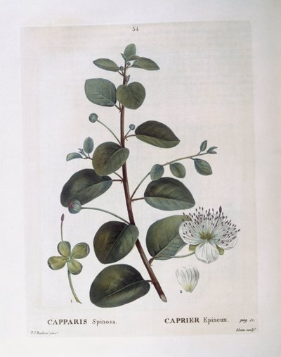 ケッパー（Capparis spinosa）、Henry Louis Duhamel du Monceau、Pierre Joseph Redoutéによる植物画プレート 作： Pierre Joseph Redouté