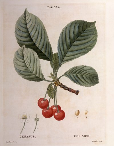 チェリー（Cerasus）、Henry Louis Duhamel du Monceau、Pierre Joseph Redoutéによる植物画プレート 作： Pierre Joseph Redouté