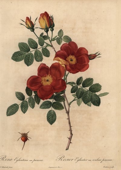 銅のバラ、Rosa eglanteria 作： Pierre Joseph Redouté