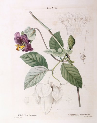カップとソーサーのつる植物（Cobaea scandens）、Henry Louis Duhamel du Monceau、Pierre Joseph Redoutéによるボタニカルプレート 作： Pierre Joseph Redouté
