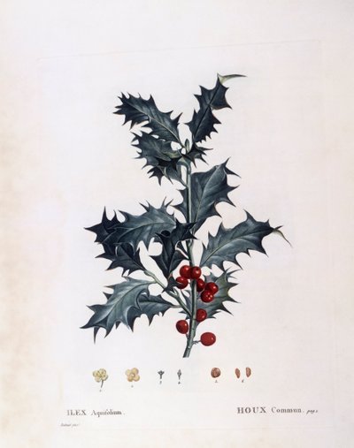 ヨーロッパヒイラギ（Ilex aquifolium）、Henry Louis Duhamel du Monceau、Pierre Joseph Redoutéによるボタニカルプレート 作： Pierre Joseph Redouté