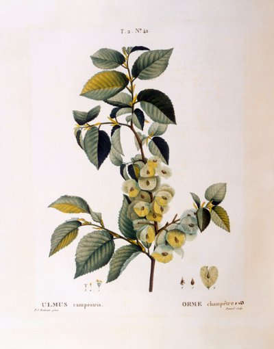 ニレ（Ulmus campestris or minor）、Henry Louis Duhamel du Monceau、Pierre Joseph Redoutéによる植物図版 作： Pierre Joseph Redouté