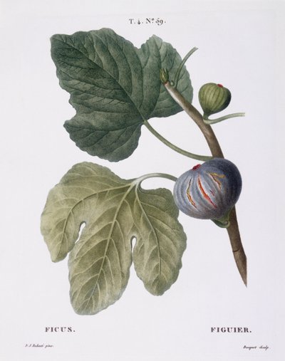 イチジク（Ficus）、Henry Louis Duhamel du Monceau、Pierre Joseph Redoutéによるボタニカルプレート 作： Pierre Joseph Redouté