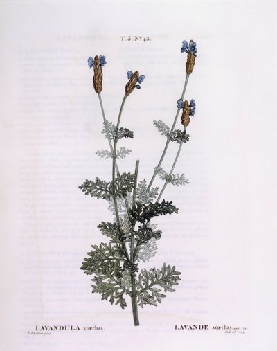 フランスのラベンダー（Lavandula stoechas）、Henry Louis Duhamel du Monceau、Pierre Joseph Redoutéの植物画プレート 作： Pierre Joseph Redouté