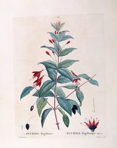 フクシア（Fuchsia magellanica）、Henry Louis Duhamel du Monceau、Pierre Joseph Redoutéによるボタニカルプレート 作： Pierre Joseph Redouté