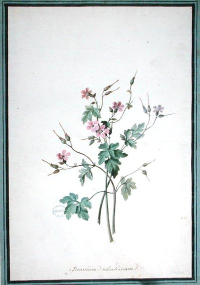 ゼラニウム・ロベルティアーヌム（水彩画） 作： Pierre Joseph Redouté