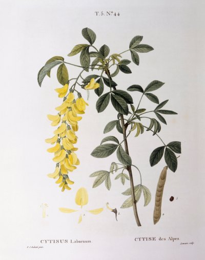 黄金の鎖（Cytisus laburnum）、Henry Louis Duhamel du Monceau、Pierre Joseph Redoutéによる植物画プレート 作： Pierre Joseph Redouté