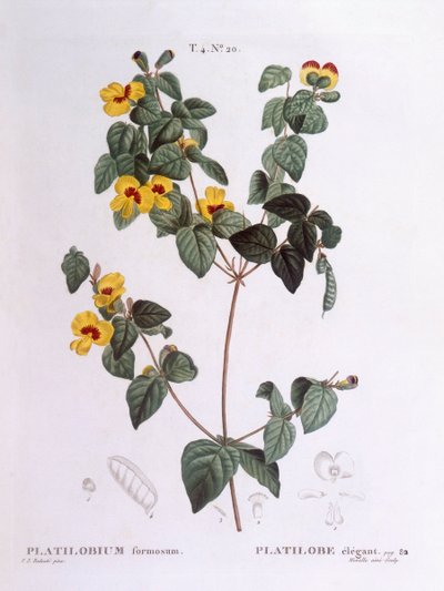 ハンサムフラットピー（Platylobium formosum）、Henry Louis Duhamel du Monceau、Pierre Joseph Redoutéによるボタニカルプレート 作： Pierre Joseph Redouté