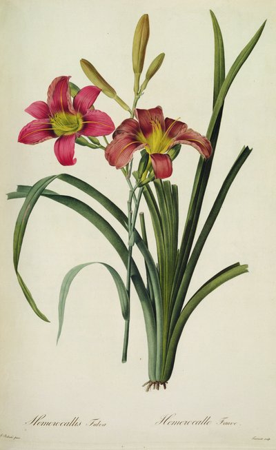 Hemerocallis fulva（ユリ）、「Les Liliacees」より 作： Pierre Joseph Redouté