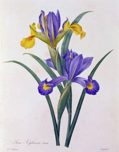 Iris Xiphium (カラー彫刻) 作： Pierre Joseph Redouté