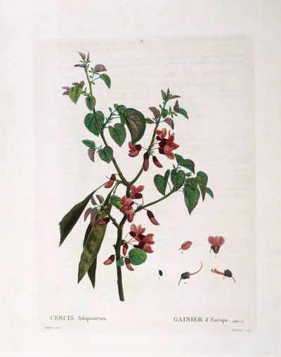 ユダキモ（Cercis siliquastrum）、Henry Louis Duhamel du Monceau、Pierre Joseph Redoutéによる植物画プレート 作： Pierre Joseph Redouté