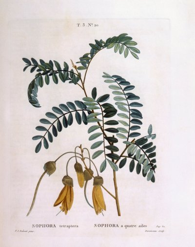 コウガイ（Sophora tetraptera or Edwardsia grandiflora）、Henry Louis Duhamel du Monceau、Pierre Joseph Redoutéによる植物画プレート 作： Pierre Joseph Redouté