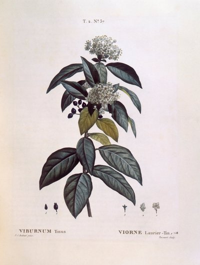 Laurustinus（Viburnum tinus）、Henry Louis Duhamel du Monceau、Pierre Joseph Redoutéによる植物画プレート 作： Pierre Joseph Redouté