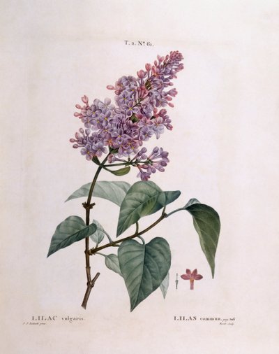 ライラック（Syringa vulgaris）、Henry Louis Duhamel du Monceau、Pierre Joseph Redoutéによるボタニカルプレート 作： Pierre Joseph Redouté