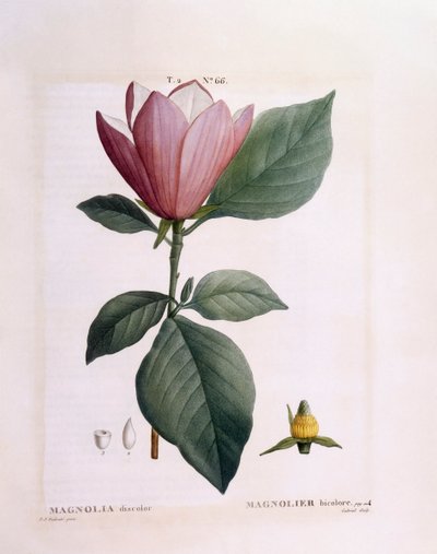 マグノリア（木蓮の変色）、Henry Louis Duhamel du Monceau、Pierre Joseph Redouté作のボタニカルプレート 作： Pierre Joseph Redouté