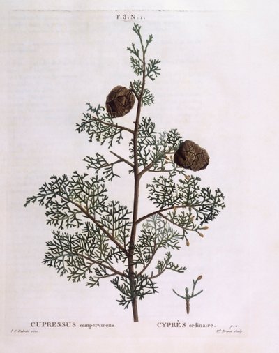 地中海ヒノキ（Cupressus sempervirens）、Henry Louis Duhamel du Monceau、Pierre Joseph Redoutéによる植物画プレート 作： Pierre Joseph Redouté