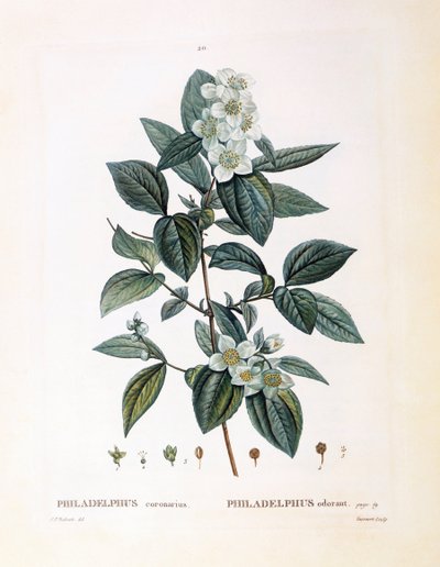 モックオレンジ（Philadelphus coronarius）、Henry Louis Duhamel du Monceau、Pierre Joseph Redoutéによる植物画プレート 作： Pierre Joseph Redouté