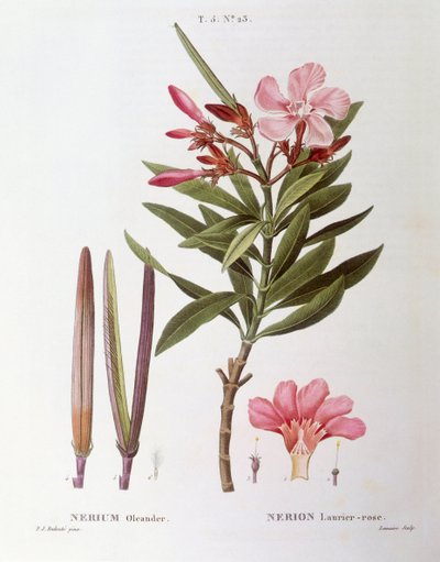 キョウチクトウ（Nerium oleander）、Henry Louis Duhamel du Monceau、Pierre Joseph Redoutéによる植物画プレート 作： Pierre Joseph Redouté