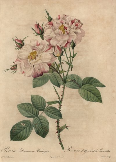 ピンクと白のダマスクローズ（Rosa damascena 作： Pierre Joseph Redouté