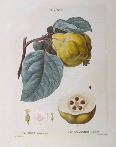 カリン（Cydonia communis）、Henry Louis Duhamel du Monceau、Pierre Joseph Redoutéによる植物画プレート 作： Pierre Joseph Redouté