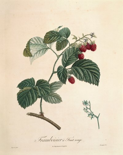 ピエール・ジョセフ・ルドゥーテ（1759-1840）の「フランボワーズ 作： Pierre Joseph Redouté
