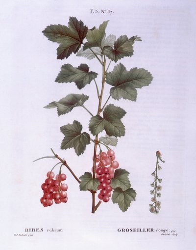 赤スグリ（Ribes rubrum）、Henry Louis Duhamel du Monceau、Pierre Joseph Redoutéによる植物画プレート 作： Pierre Joseph Redouté