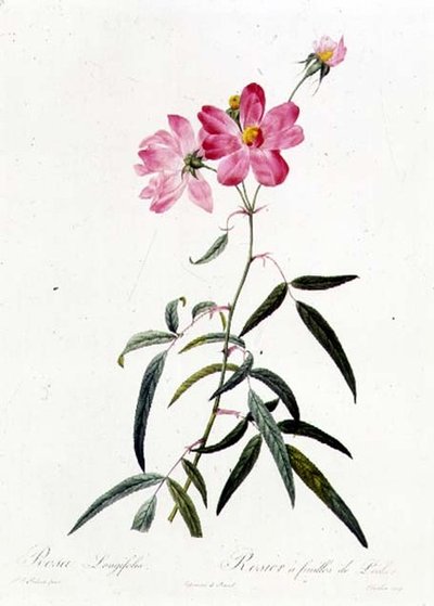 ロサ・ロンギフォリア 作： Pierre Joseph Redouté