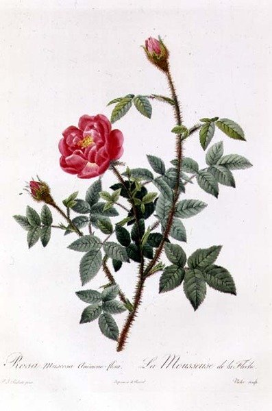 Rosa Muscosa Anemone-Flora 作： Pierre Joseph Redouté