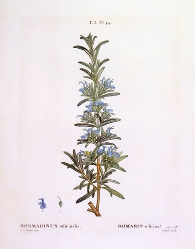 ローズマリー（Rosmarinus officinalis）、Henry Louis Duhamel du Monceau、Pierre Joseph Redoutéによる植物画プレート 作： Pierre Joseph Redouté