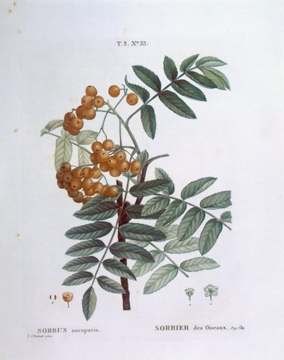 ローワンまたはヨーロッパのナナカマド（Sorbus aucuparia）、Henry Louis Duhamel du Monceau、Pierre Joseph Redoutéによるボタニカルプレート 作： Pierre Joseph Redouté