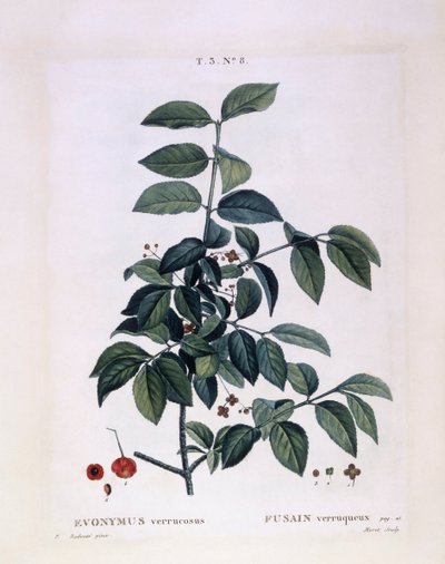 スピンドル（Euonymus verrucosus）、Henry Louis Duhamel du Monceau、Pierre Joseph Redoutéによる植物画プレート 作： Pierre Joseph Redouté