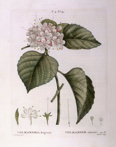 Volkameria fragrans Henry Louis Duhamel du Monceau、Pierre Joseph Redoutéによる植物図版 作： Pierre Joseph Redouté