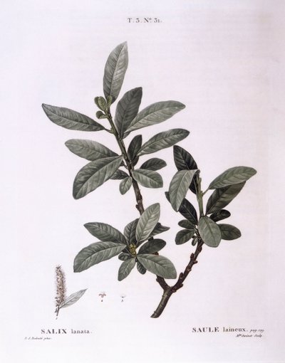 ヤナギ（Salix lanata）、Henry Louis Duhamel du Monceau、Pierre Joseph Redoutéによる植物画プレート 作： Pierre Joseph Redouté