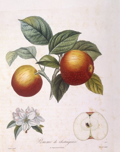 リンゴ「Pomme de chataignier」Henry Louis Duhamel du Monceau、Pierre Antoine Poiteau作のボタニカルプレート。 作： Pierre Antoine (after) Poiteau