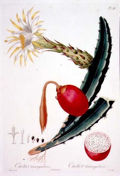 Cactus Triangularis、「Flore des Antilles」第 4 巻のプレート 26、Francois Richard Tussac 著、1808-27 年発行 作： Pierre Antoine (after) Poiteau