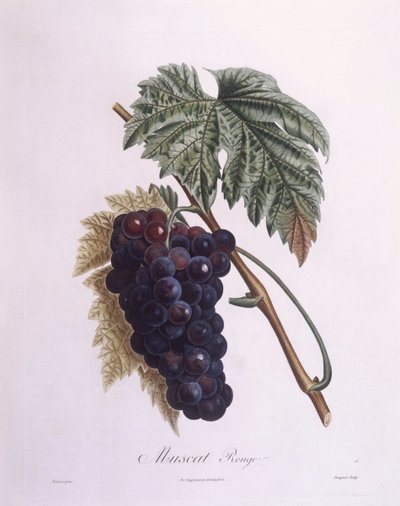 マスカットのつる（Vitis vinifera）、Henry Louis Duhamel du Monceau、Pierre Antoine Poiteauによる植物画プレート 作： Pierre Antoine (after) Poiteau