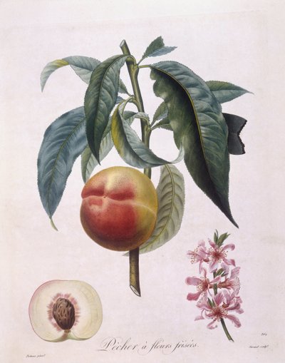 桃（Prunus persica batsch）、Henry Louis Duhamel du Monceau、Pierre Antoine Poiteauによる植物画プレート 作： Pierre Antoine (after) Poiteau