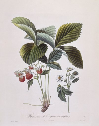 バージニア・ストロベリー（Fragaria virginiana）、Henry Louis Duhamel du Monceau、Pierre Antoine Poiteauによる植物画プレート 作： Pierre Antoine (after) Poiteau