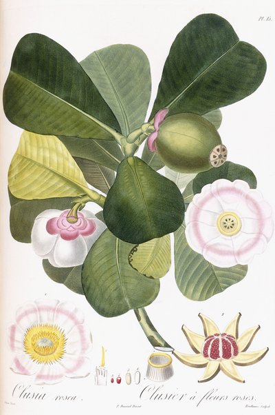 クルーシアロゼア、ピンクの花のクルージャー、1808年から1828年 作： Pierre Antoine Poiteau