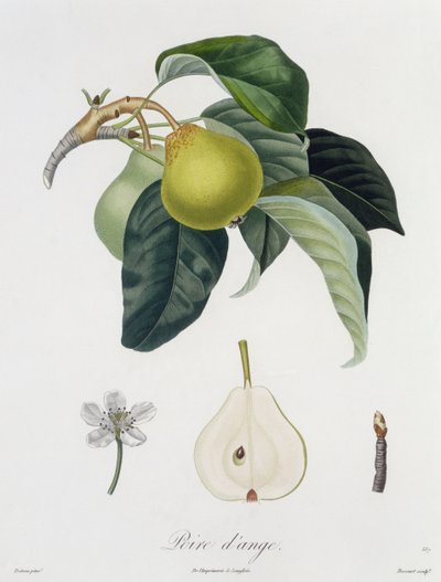 ボクールによって彫刻されたポワレダンジュ、1755年に公開（色の彫刻） 作： Pierre Antoine Poiteau
