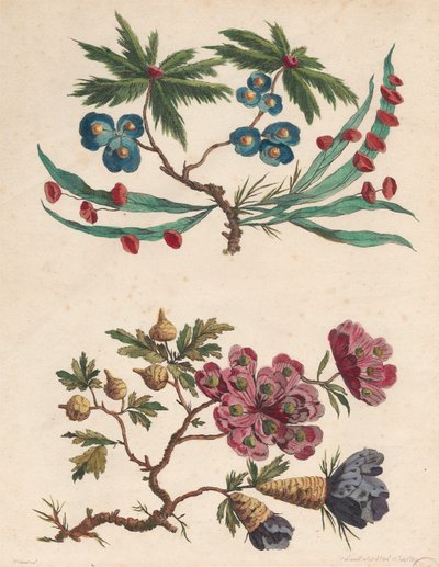 想像上の花の 2 つのスプレー 作： Pierre Charles Canot